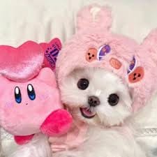 احد رضا میر avatar